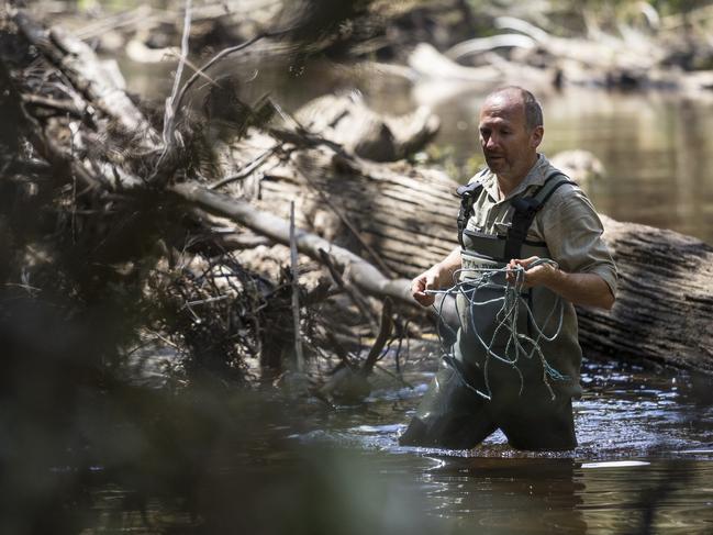 Todd Walsh working on giant freshwater lobster conservation studies in North-West Tasmania. Picture: HEATH HOLDEN