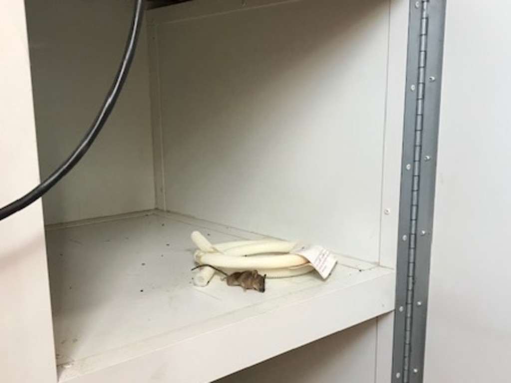 The Electrical Trades Union has released photos of mice on site.