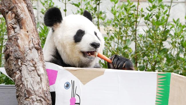 Giant panda Wang Wang devours a carrot. Picture: Zoos SA