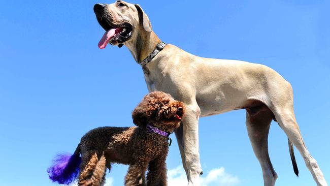 Great dane and store poodle