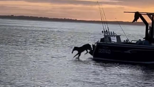 The cheeky dingo managed to get on the boat while the owners were at nearby Sunset Bar.. Photo: Facebook/Sarah Isobel