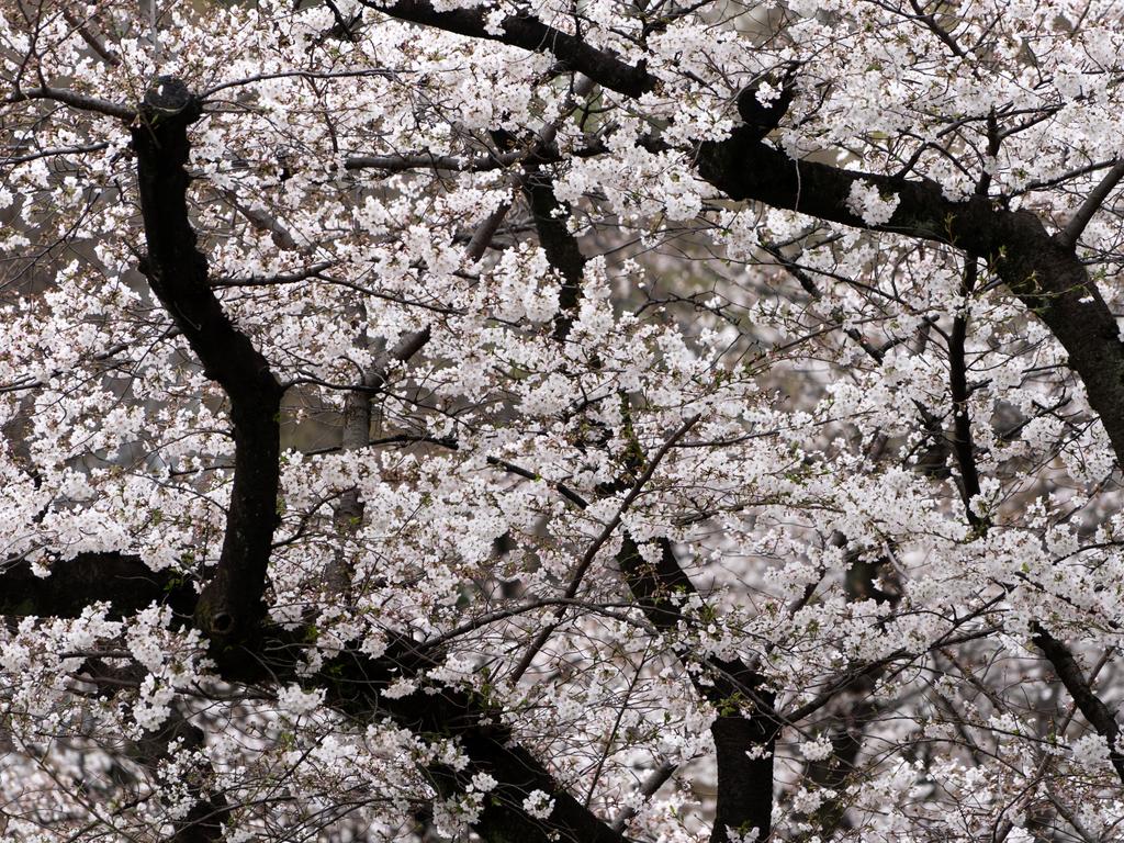 The Someiyoshino cherry trees in the Yasukuni Shrine in Tokyo were in full bloom 13 days later than average. Picture: Tomohiro Ohsumi/Getty Images
