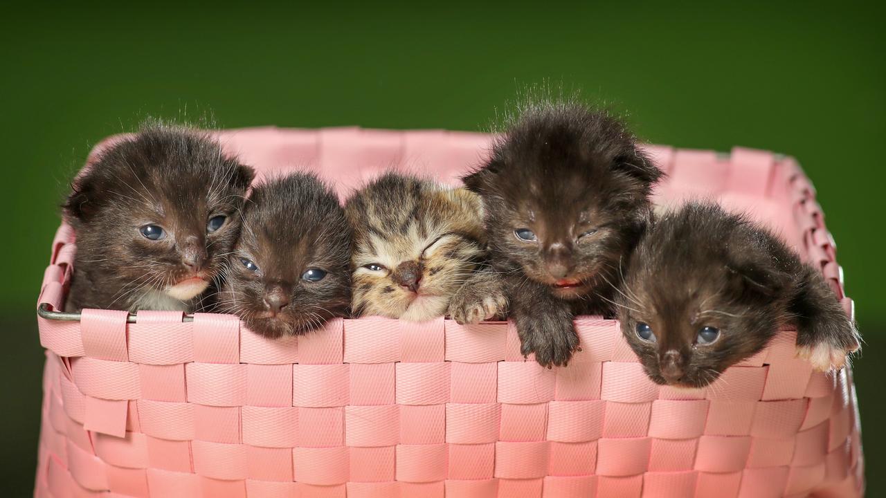 Story on the impending kitten season and the importance of desexing your moggy. The RSPCA ‘S annual de-sexing program begins June 1.