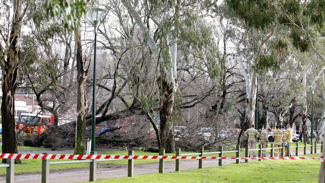 The large tree fell across one of the park’s popular walking paths. Picture: Andrew Tauber