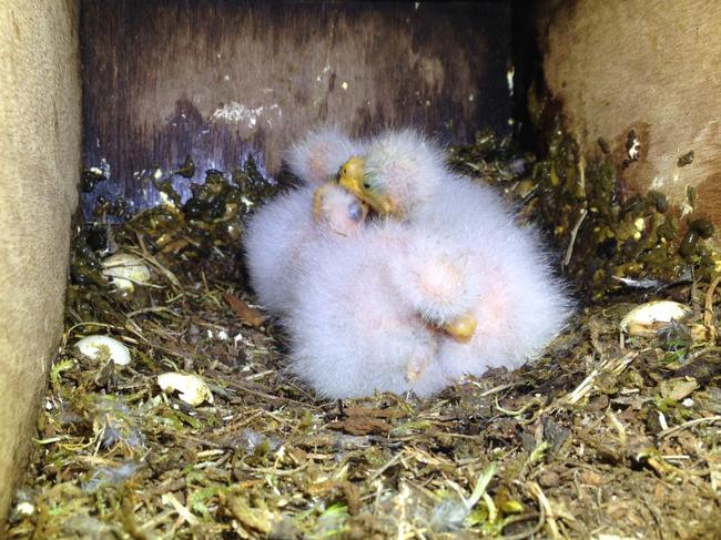 Swift Parrot chicks on Bruny Island. Swift Parrots are heading for a boom breeding season in Tasmania, with babies hatching in man-made nesting boxes for the first time Picture: Dejan Stojanovic