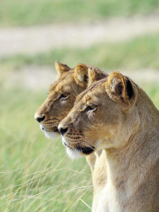 Lionesses on the grassy plains.