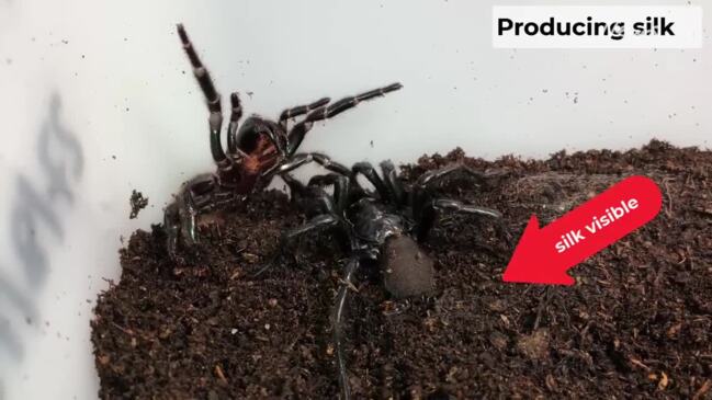 Sex Spid - Spider porn reveals secret sex lives of Sydney's funnel webs | Daily  Telegraph
