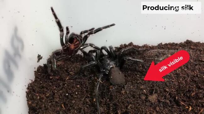 649px x 365px - Spider porn reveals secret sex lives of Sydney's funnel webs | Daily  Telegraph