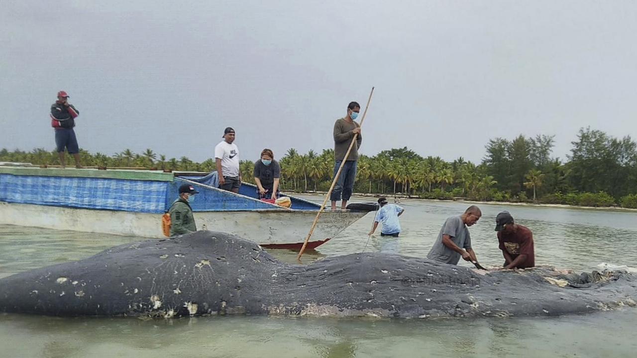 Researchers collect samples from the carcass of a beached whale at Wakatobi National Park in Southeast Sulawesi, Indonesia. Picture: Muhammad Irpan Sejati Tassakka
