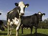 New milk war hits shoppers, Bega Cheese