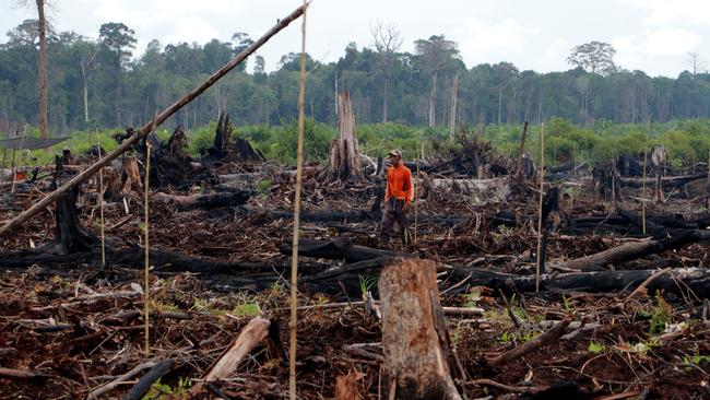 A local resident inspects the razed peatlands at the Rawa Singkil Wildlife Reserve in Trumon, South Aceh, due to illegal landclearing activities in Aceh, Indonesia. Picture: Junaidi Hanafiah/Getty Images