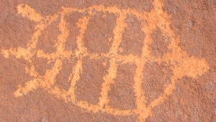 Engraving of a turtle on rocks on the Burrup peninsula, near Dampier, 1500 km north of Perth, which has the world's richest concentration of rock etchings. Picture: UWA Centre for Rock Art