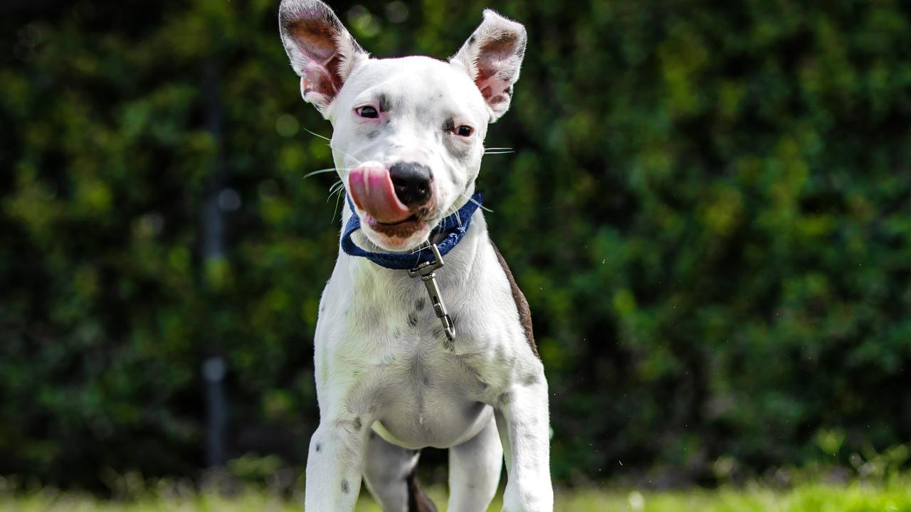 Homes with gardens and appropriate fencing are some of the challenges pet owners face when securing a rental.