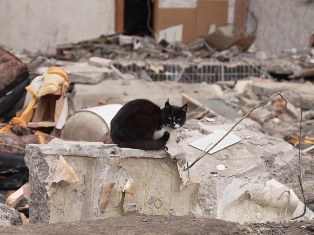 A cat sits in the midst of a destroyed building. Picture: UNICEF