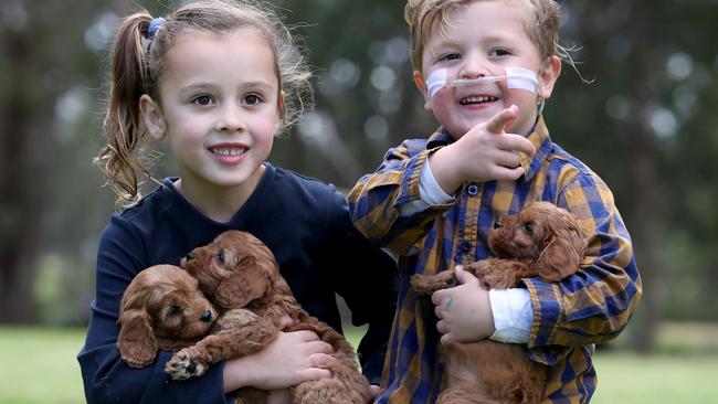 Sonny Millier, 3, and his sister Isla, 5, with Cavoodle puppies at Banksia Park Puppies. Picture: David Geraghty.