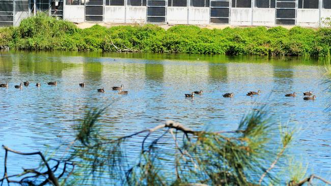 Photographs showing the abundant bird life at Black Swan Lake as it is about to be filled in. Picture: Ric Allport