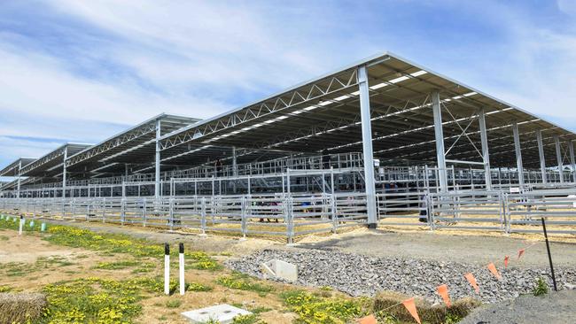 Saleyard stink: The Central Victorian Livestock Exchange, located at Miners Rest, is causing a stink among its neighbours. Picture: Dannika Bonser