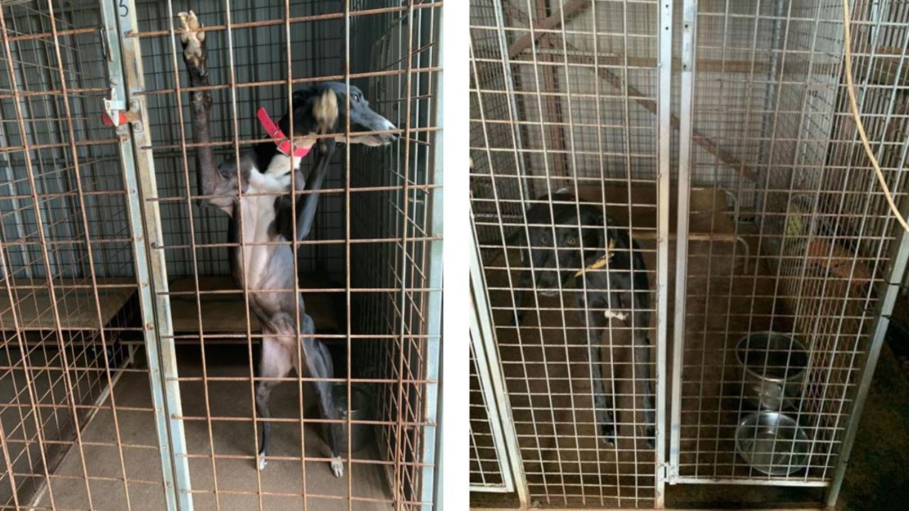 An NT investigation into the Darwin Greyhound Association in 2021 found a third of the dogs' kennels were non-compliant with minimum size requirements.