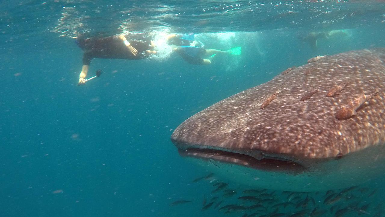 Swimming alongside the sharks makes you realise how big they really are.