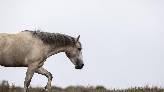 A wild brumby stallion at Racecourse Creek in Kosciuszko National Park.