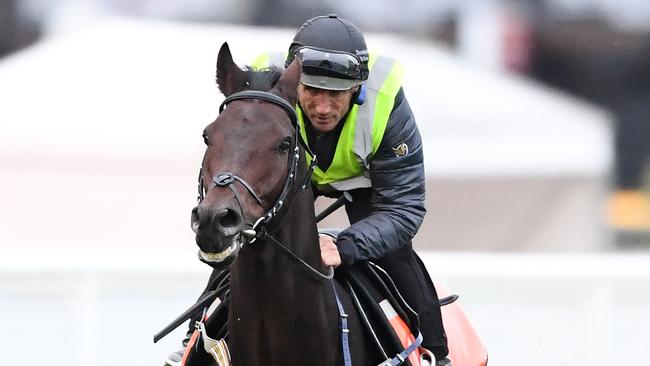 Mustajeer could be a knockout chance for champion jockey Damien Oliver. Picture: Getty Images