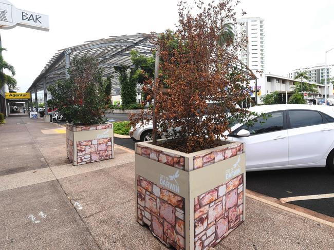 Someone has poisoned the trees on Cavanagh St outside The Roma Bar.