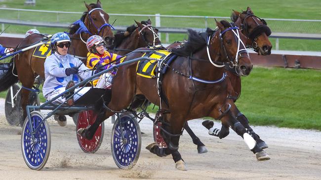 Barry Purdon's stable star Merlin will race at Menangle next week. Picture: HRNZ