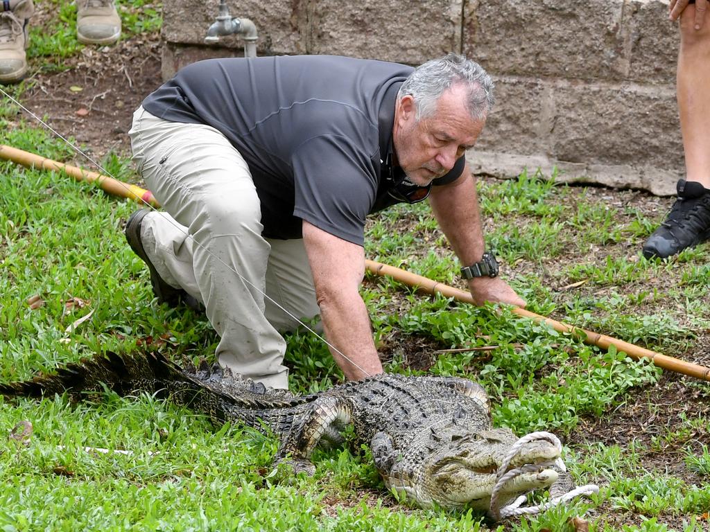 Crocodiles NT: Croc snapped eating pig at popular NT fishing competition  the Barra Nats