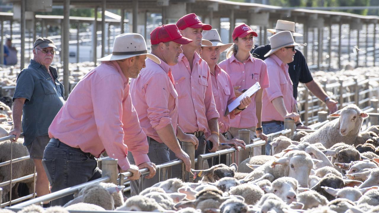 Lamb prices falling, mutton up