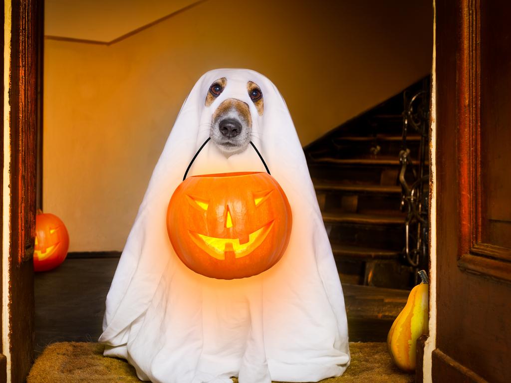 A dog dressed as a ghost for halloween sits by the front door with a pumpkin lantern. Picture: istock