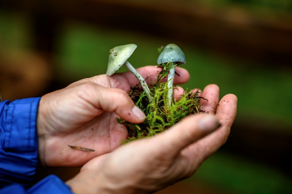 Picky protection rules hamper Swiss mushrooming craze