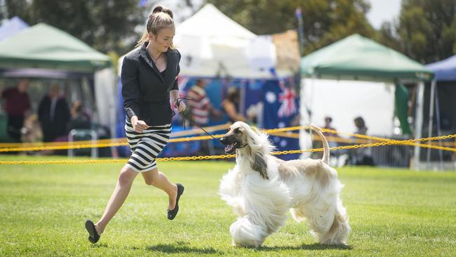 Destiny Hamilton in the show ring with Tele the Afghan at the Bulla Exhibition Centre. Picture: Eugene Hyland