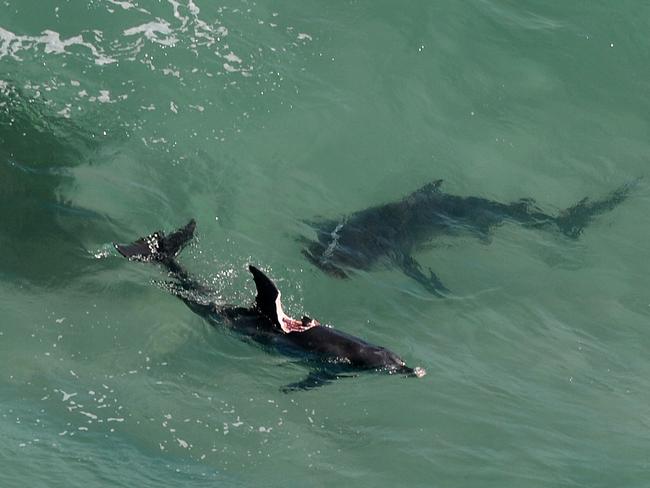 The shark waited for the dolphin to die before feeding. Picture by Peter Lorimer