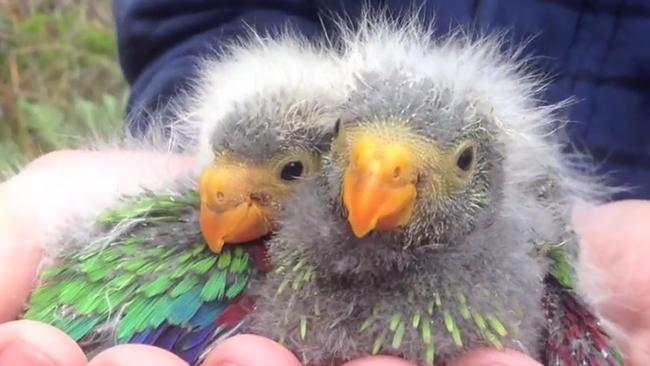 Swift Parrot chicks. Picture: Dejan Stojanovic/ANU