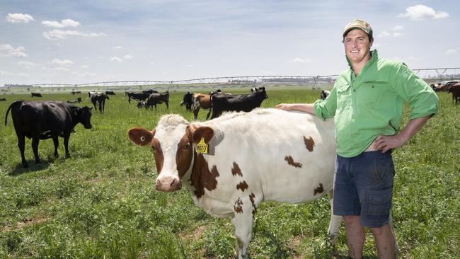 James Greenacre of Rosemount Dairy with an Aussie Red heifer at Cressy. Picture: Chris Kidd