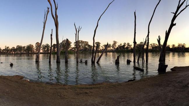 The Murray River at Berri. Picture: Cathy Davis