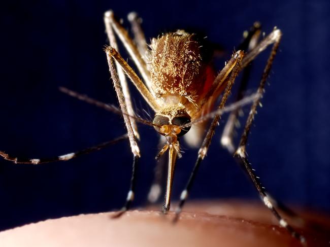 Mosquitoes are thought to be transmitting the Buruli ulcer bug.