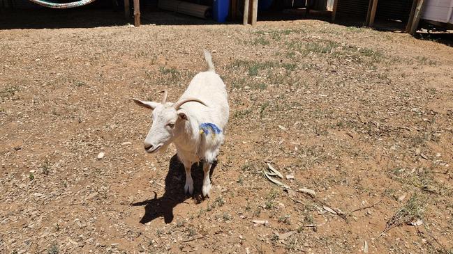 The Meringur property also came with a goat named Faith.