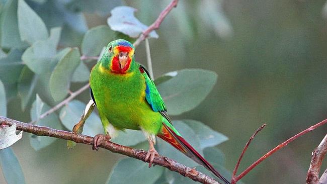 Talking Point: Logging rings death knell for swift parrot | The Mercury