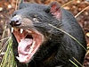 Tasmanian Devil / AP