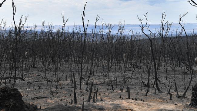 A general view of the damage done to the area around Parndana after bushfires swept through Kangaroo Island in 2020. Picture: AAP/David Mariuz