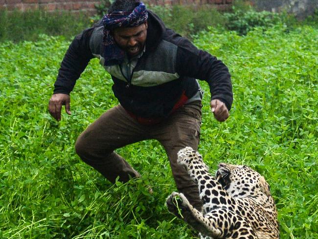 A leopard attacks an Indian man in Lamba Pind area in Jalandhar on January 31, 2019. - After a leopard was spotted in a house in Lamba Pind area of Jalandhar city, subsequent attempts to capture it led to the animal attacking at least six people, though none was injured seriously, local media said. (Photo by SHAMMI MEHRA / AFP)