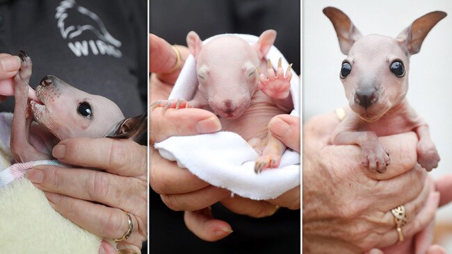 A wombat joey (centre) and swamp wallaby joey were orphaned when their mothers were fatally struck by cars as they fled bushfires. They are being cared for by a WIRES volunteer. Pictures: Richard Dobson