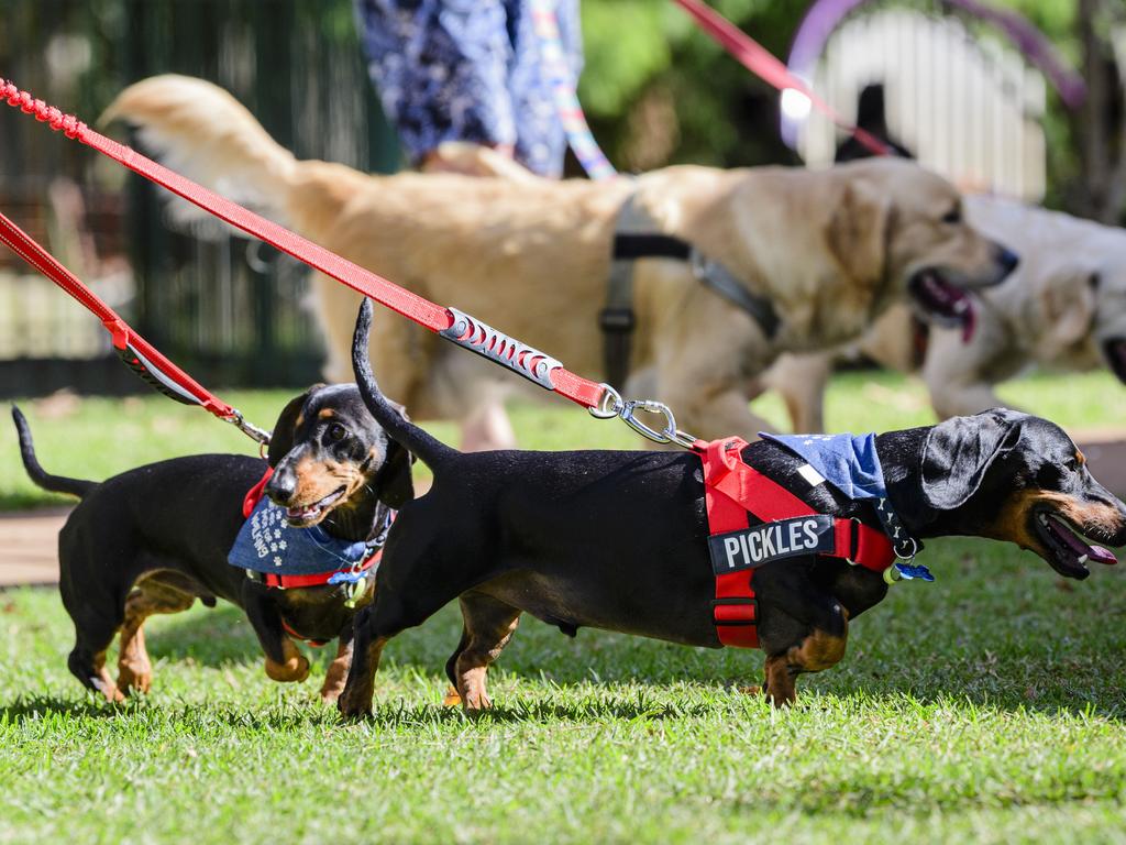 Million Paws Walk in Queens Park, Sunday, May 25, 2025. Picture: Kevin Farmer