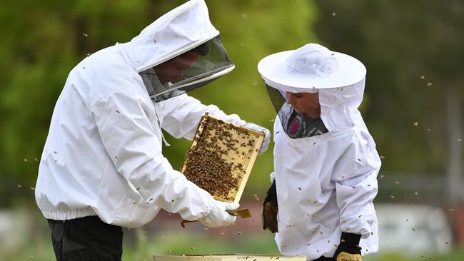 There’s a fine line between making more honey than you can personally use and making a regular profit on it. Picture: Joel Carrett