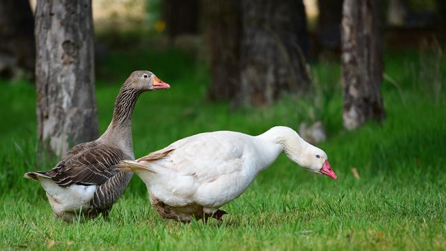 A Moranbah man has been charged over the alleged death of a goose at the Middlemount Golf and Country Club. PICTURE: Zoe Phillips