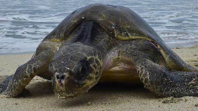 Drones fly in war against turtle egg poachers | NT News