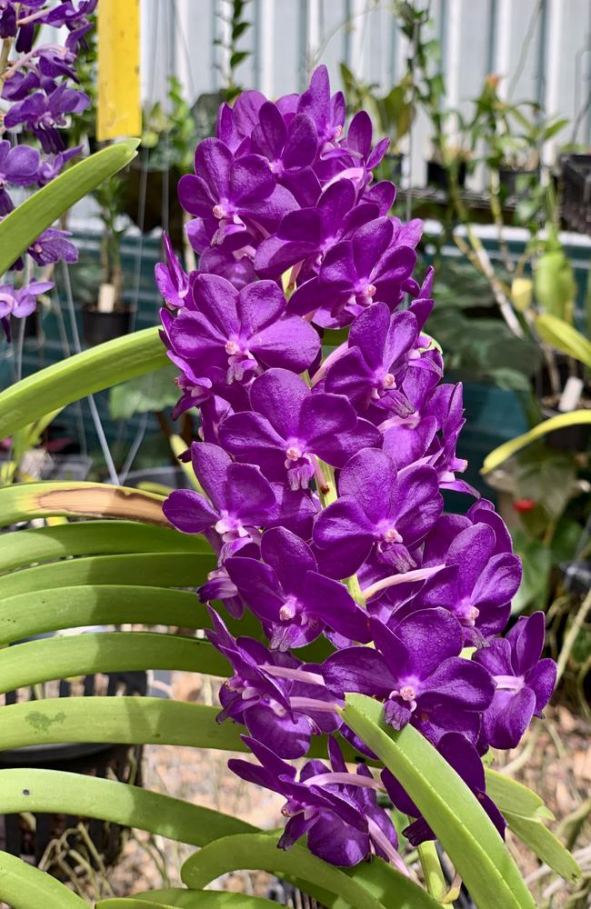 Ron Bassan, from Beaconsfield, has an incredible collection of orchids. Picture: Rae Wilson