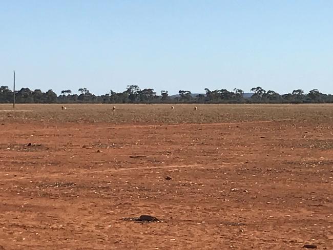 There’s so little food left that farmers are forced to buy in huge amounts of hay.