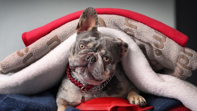 Vets are warning those with a dog in the family to pay attention to symptoms of seasonal changes. Picture: David Caird